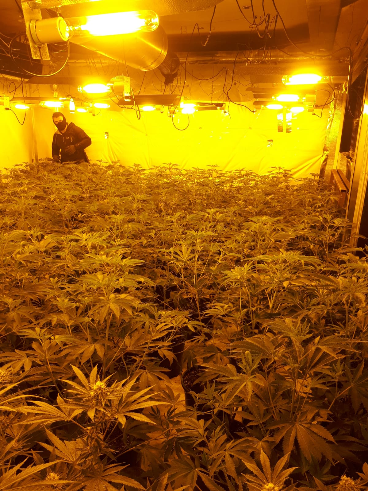 cannabis plants