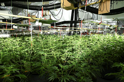 cannabis farm