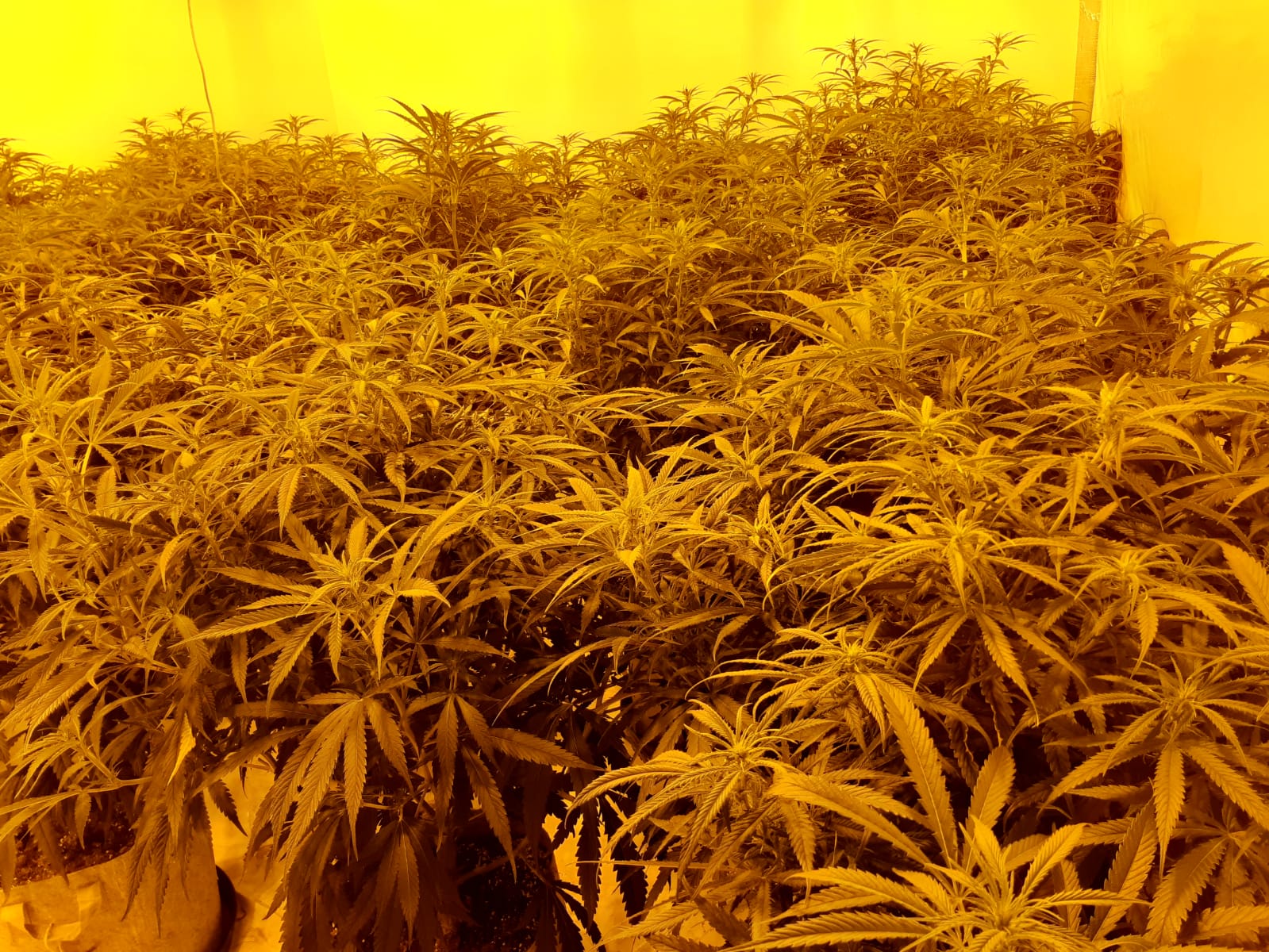 cannabis grow 
