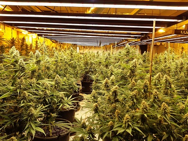cannabis plants image