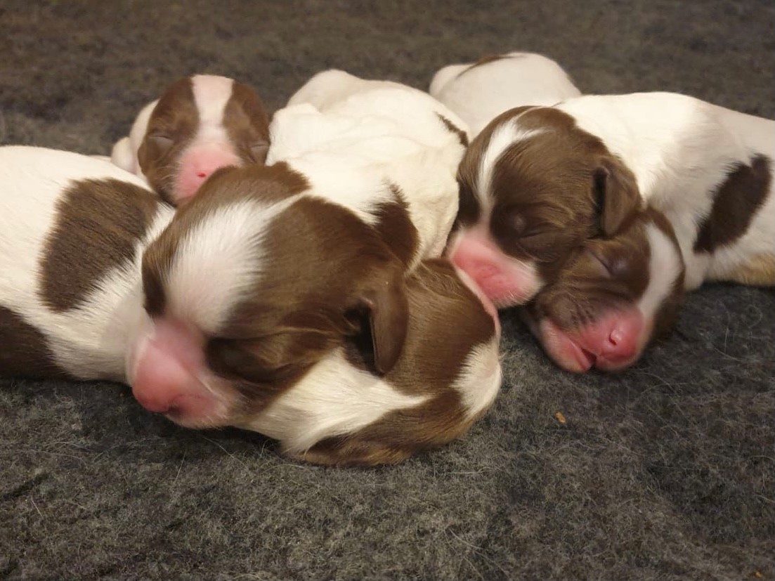 New puppies