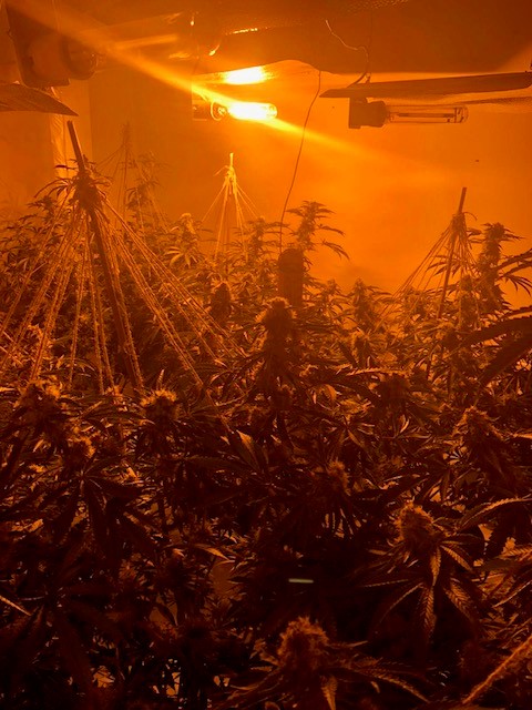 cannabis worcester 