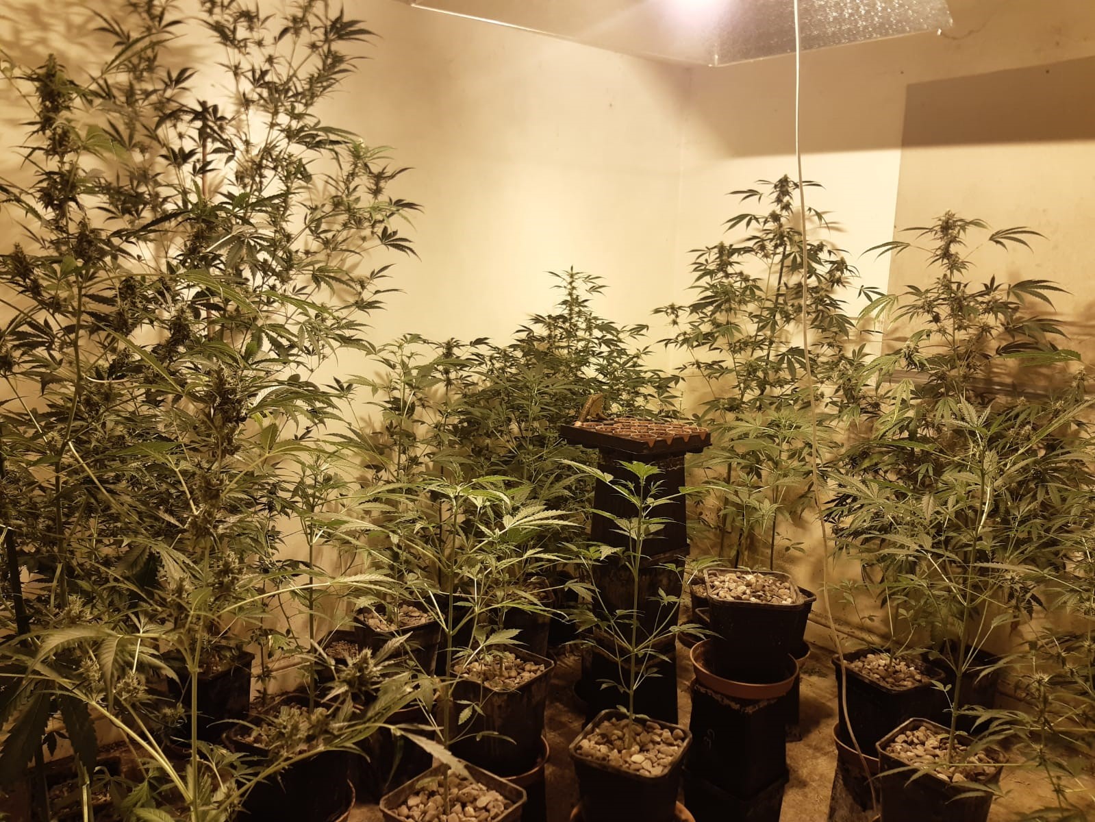 Cannabis plants seized in Telford 