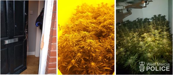 Cannabis grow