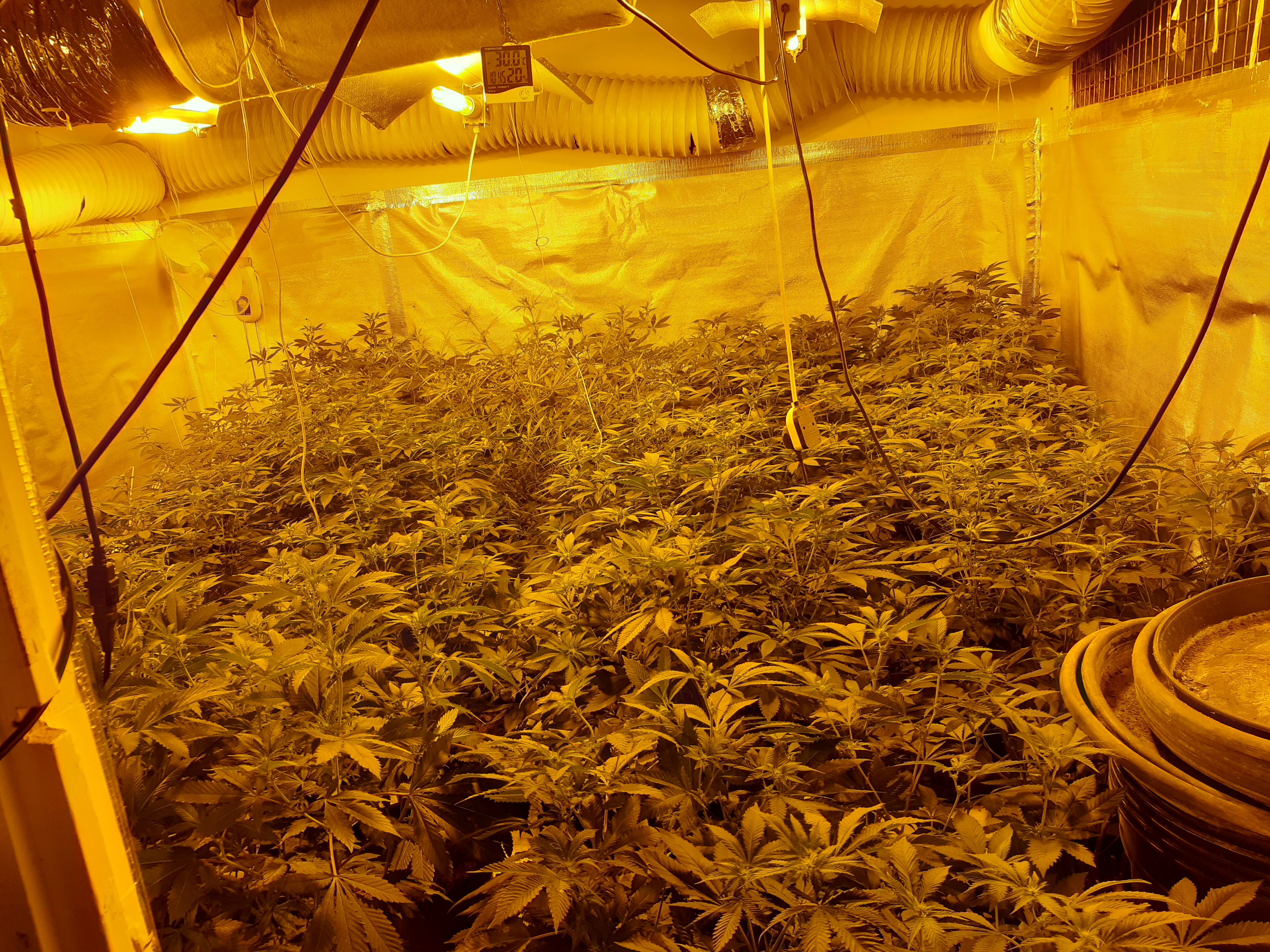 100 cannabis plants 