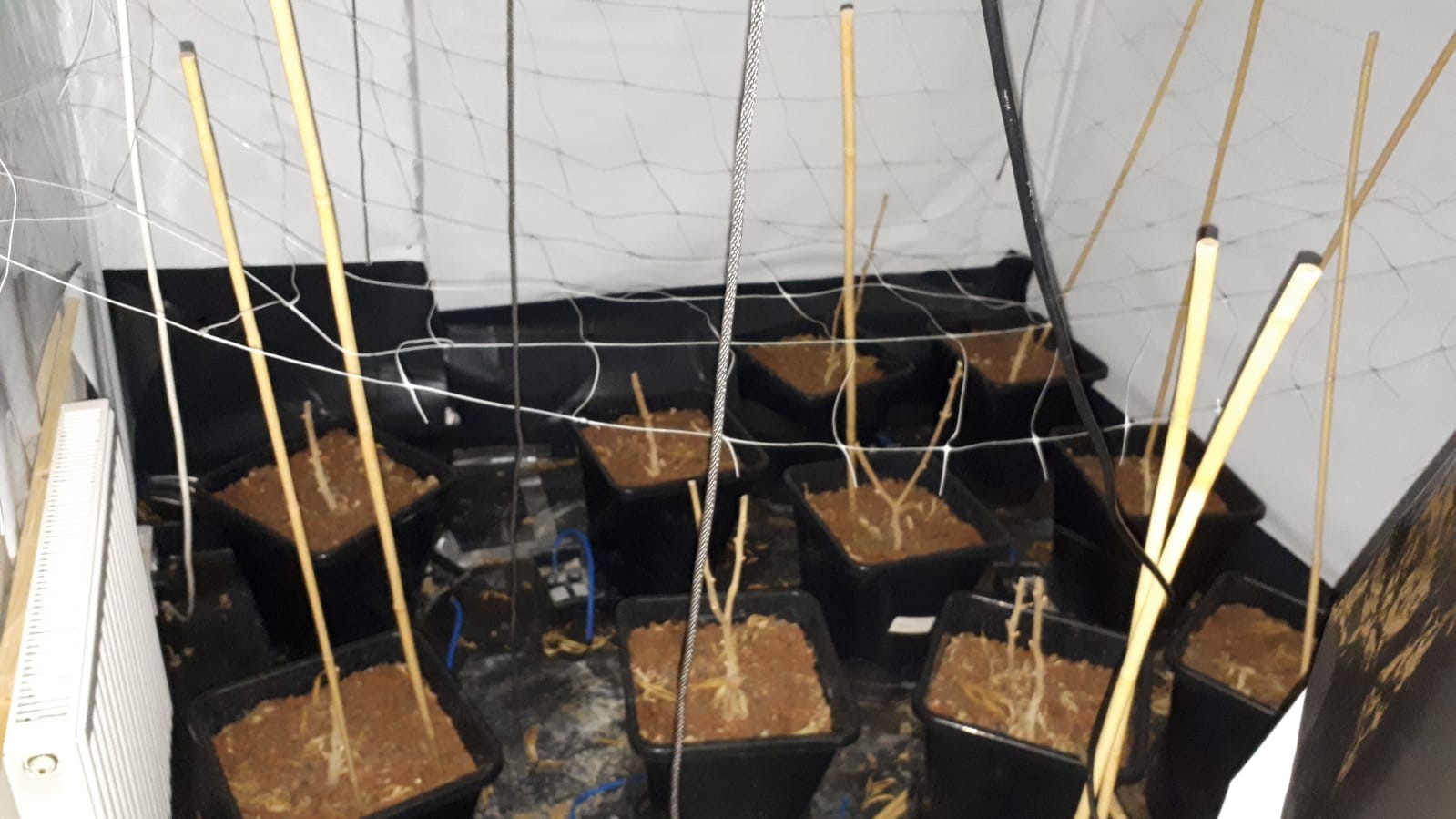 eveidence of cannabis growth found during the warrant