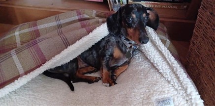 Small black and brown dog covered with a blanket