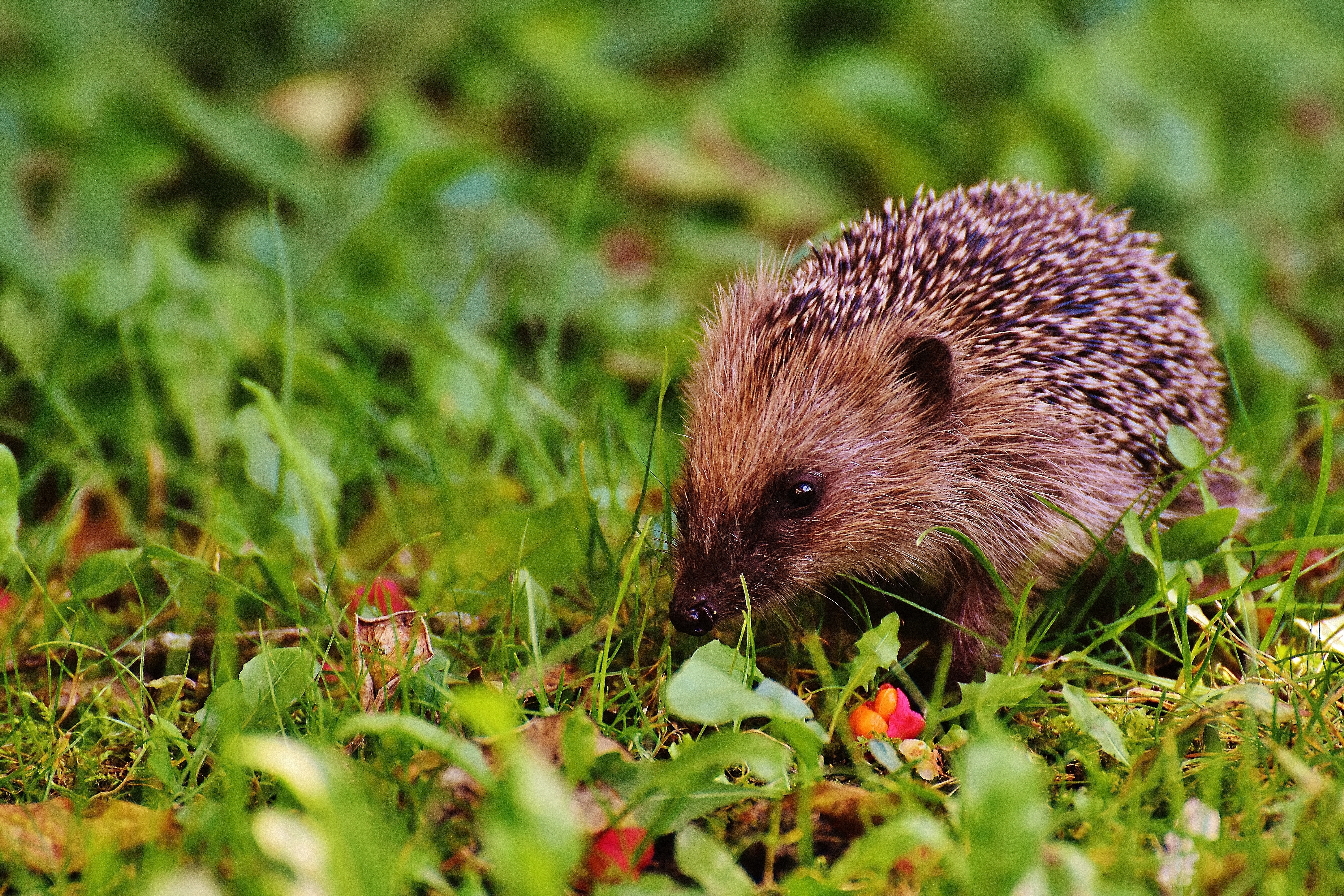hedgehog