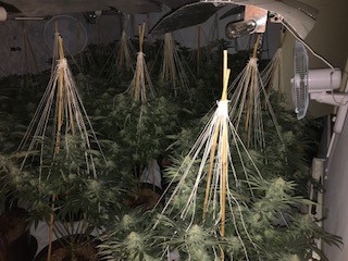 Cannabis pic