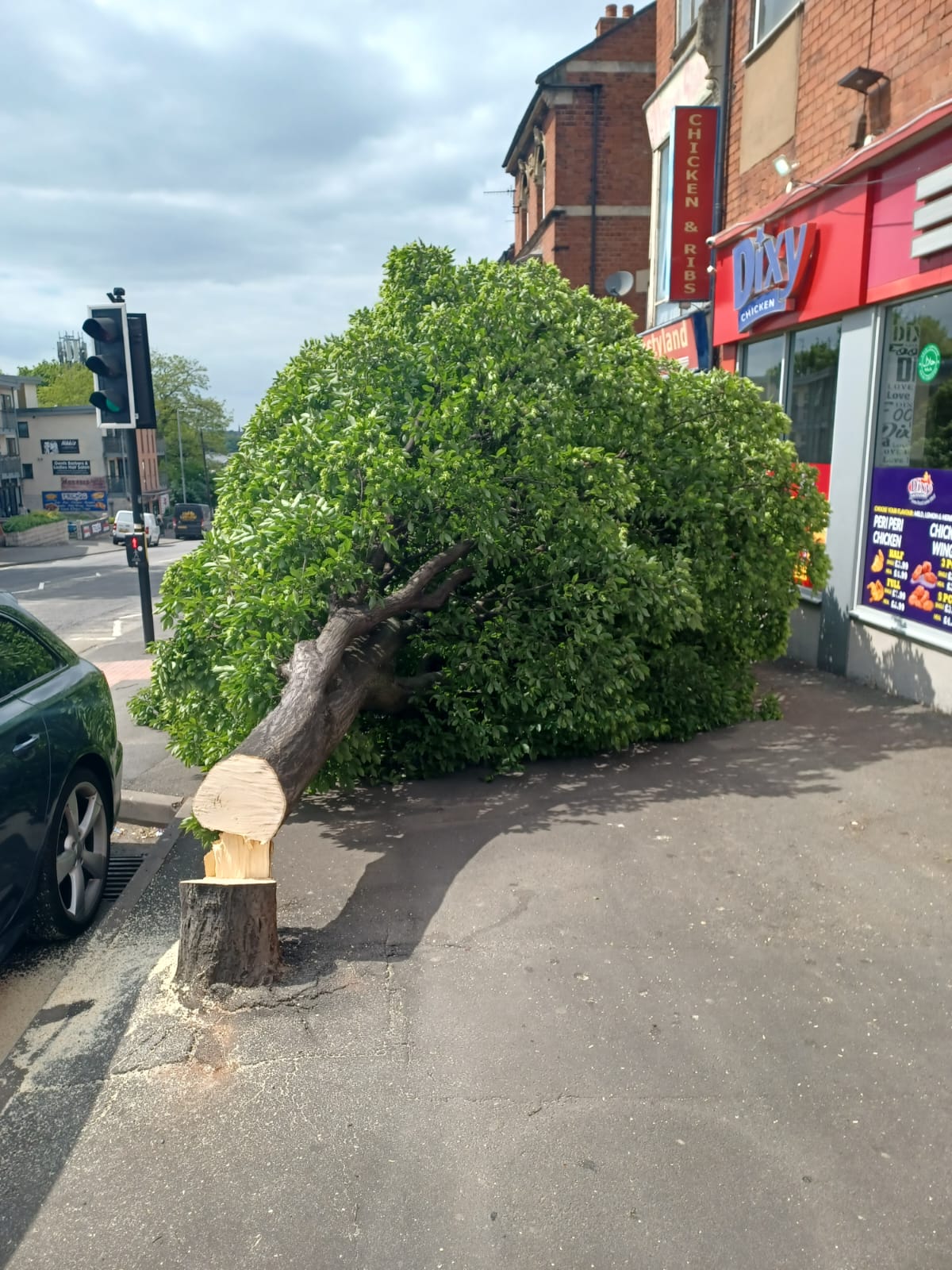 Tree image