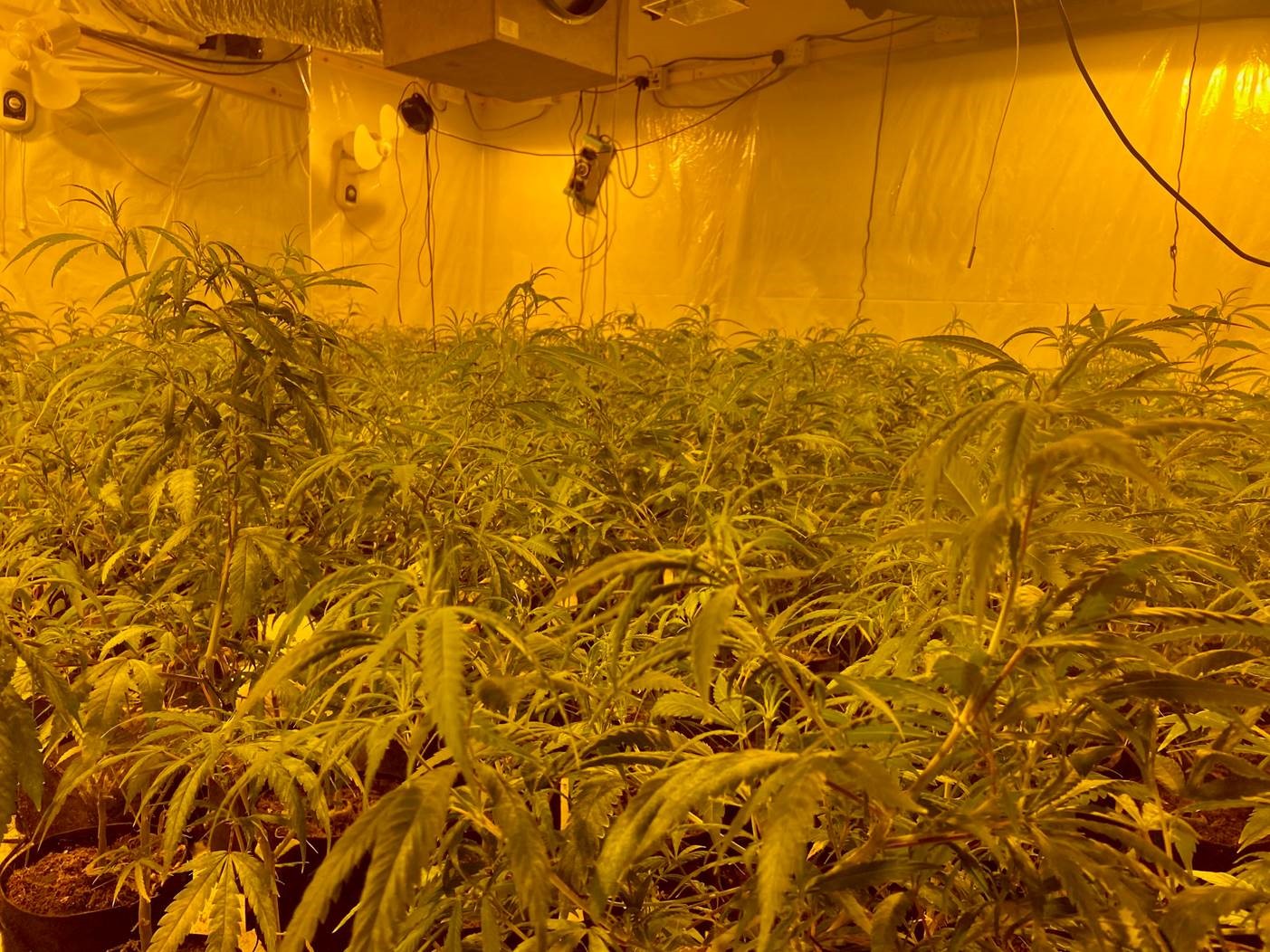 Walker Street cannabis grow
