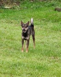Dog_1.jpg