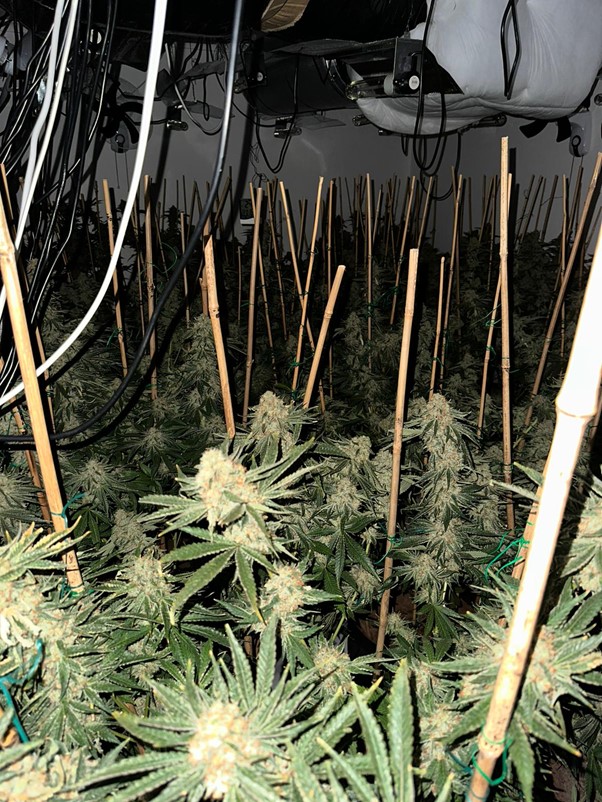 Wayside cannabis