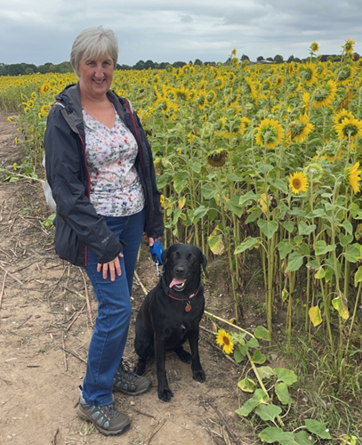 Lady with white hair, standing in a field of sunflowers with  a black labrador type dog