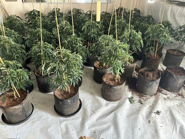 Cannabis plants found in warrant 
