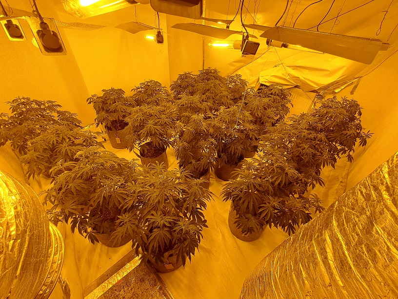 A cannabis grow