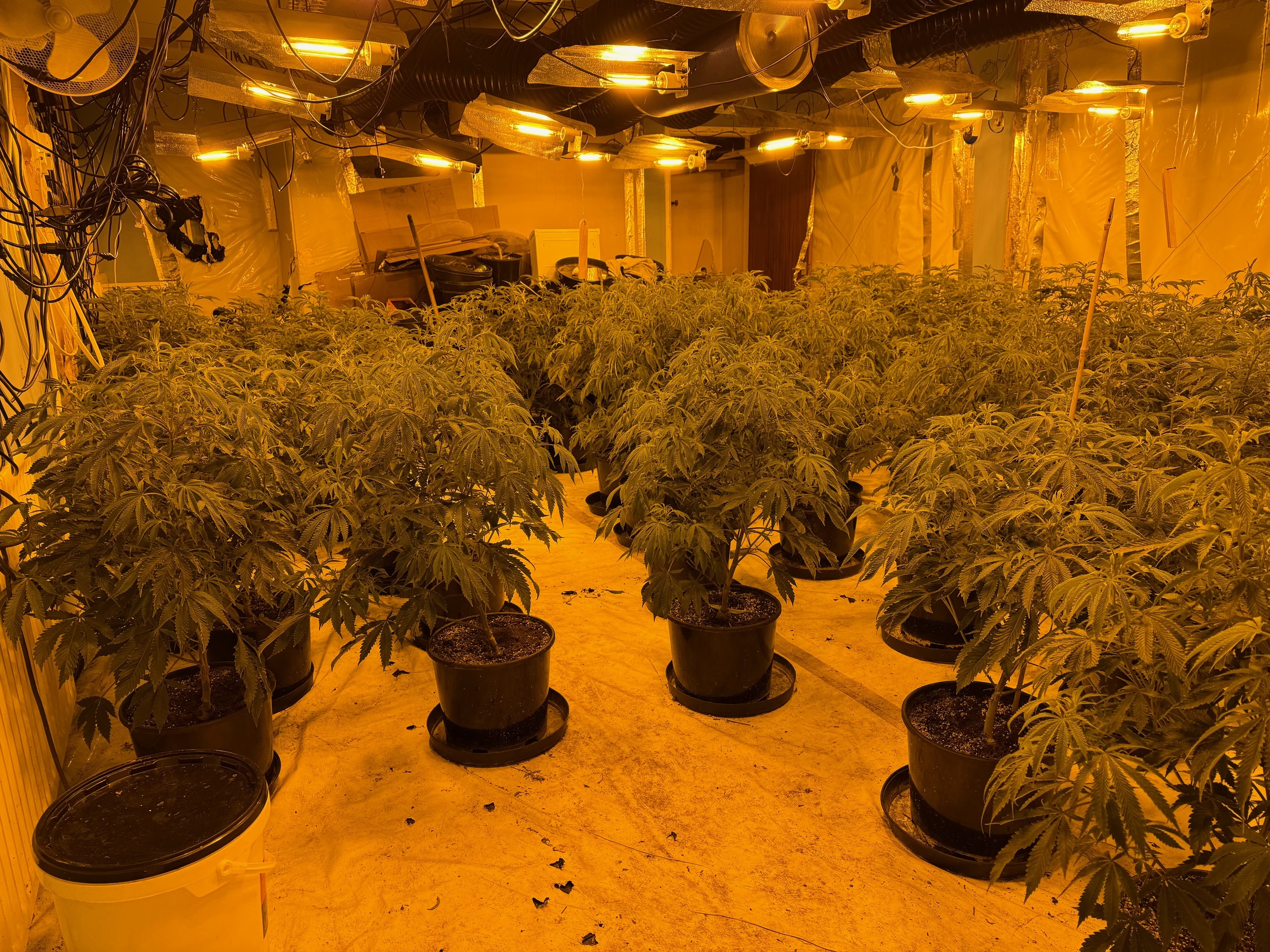 Cannabis grow found during warrant