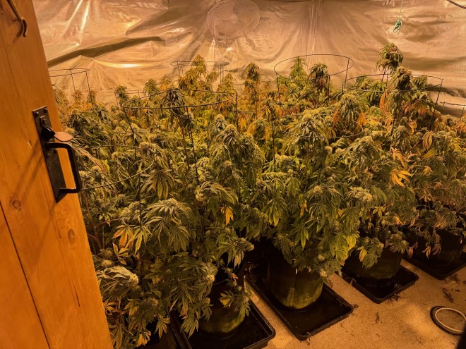 Cannabis grow at Ketley