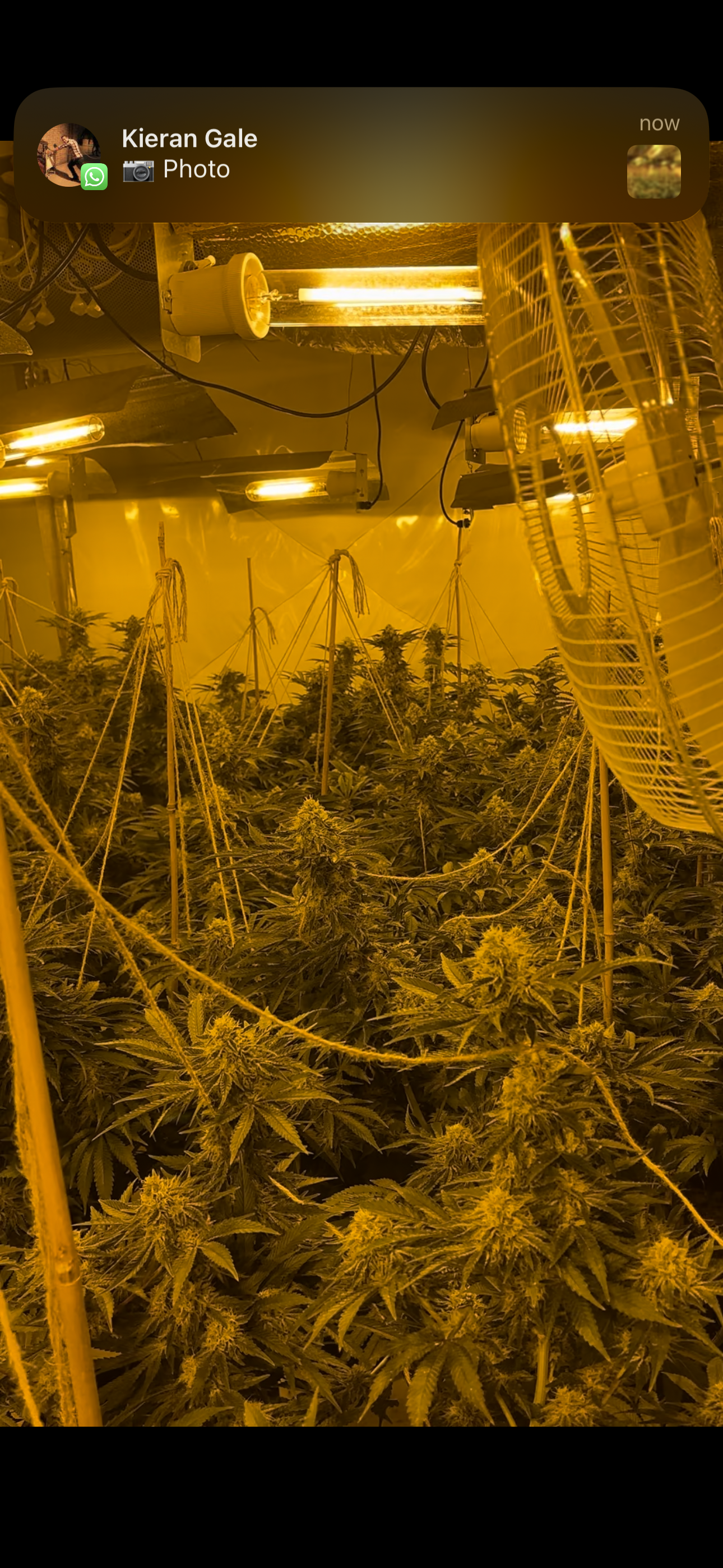 Cannabis grow