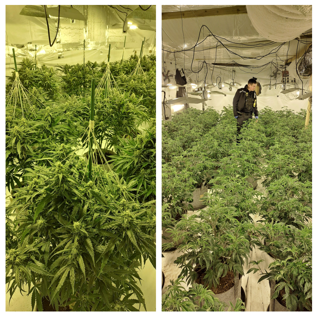 Cannabis plants