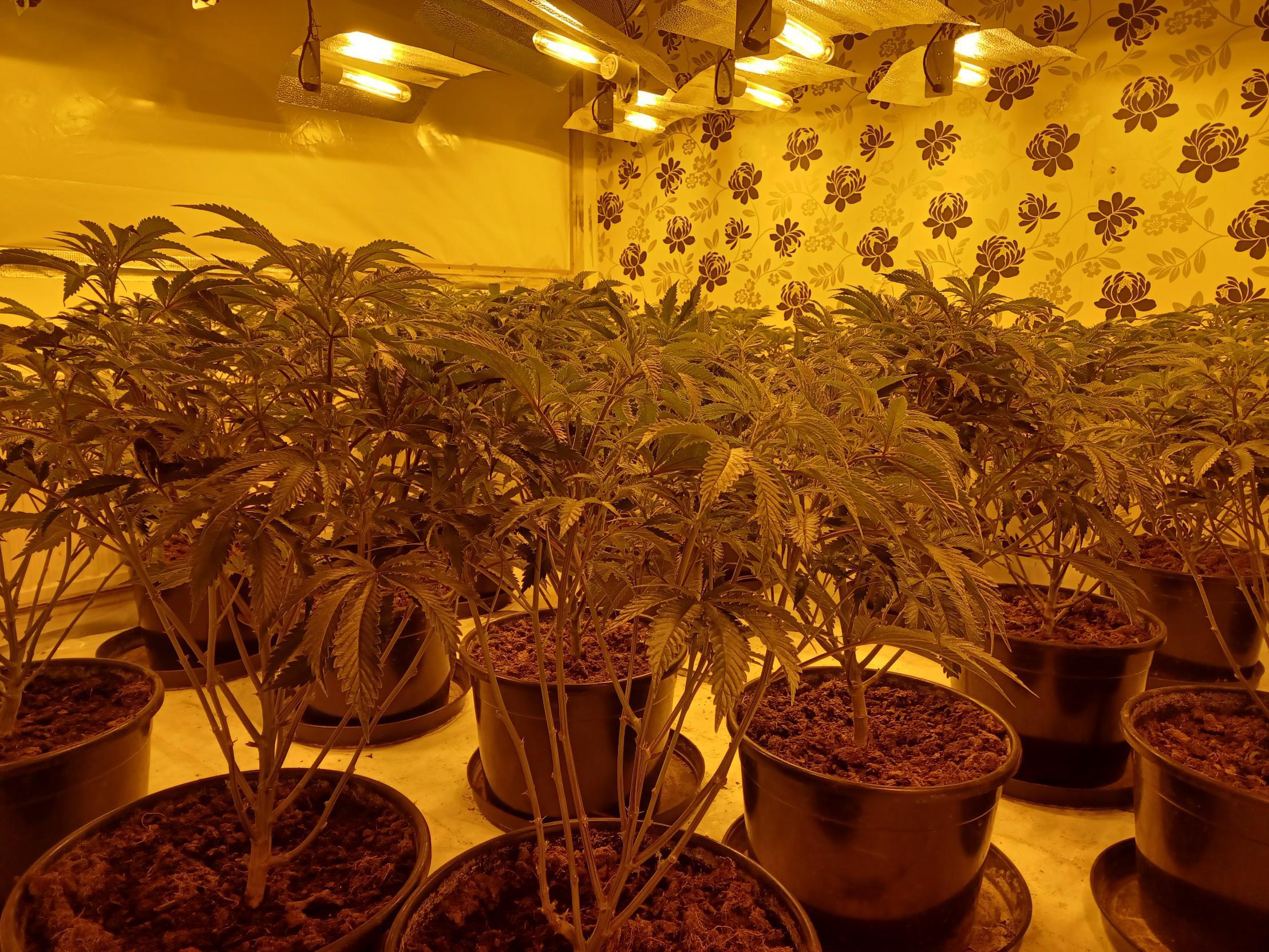 Cannabis plants found in Telford 
