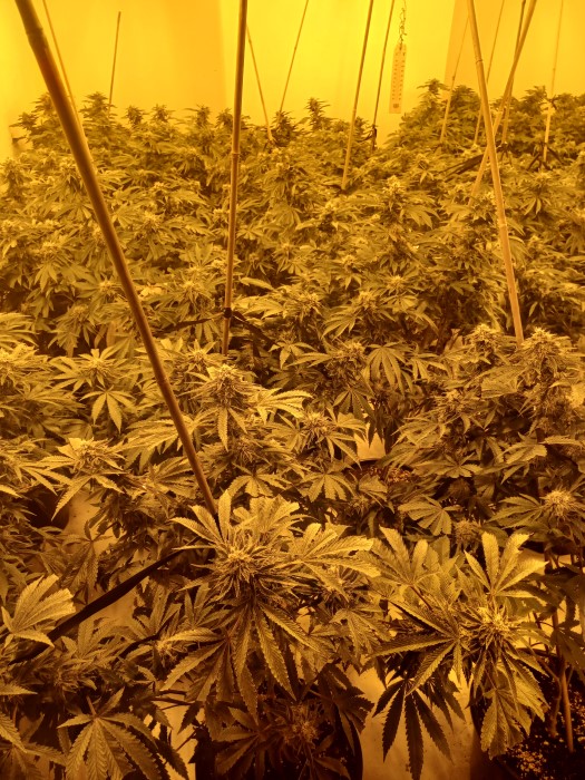 cannabis plants 