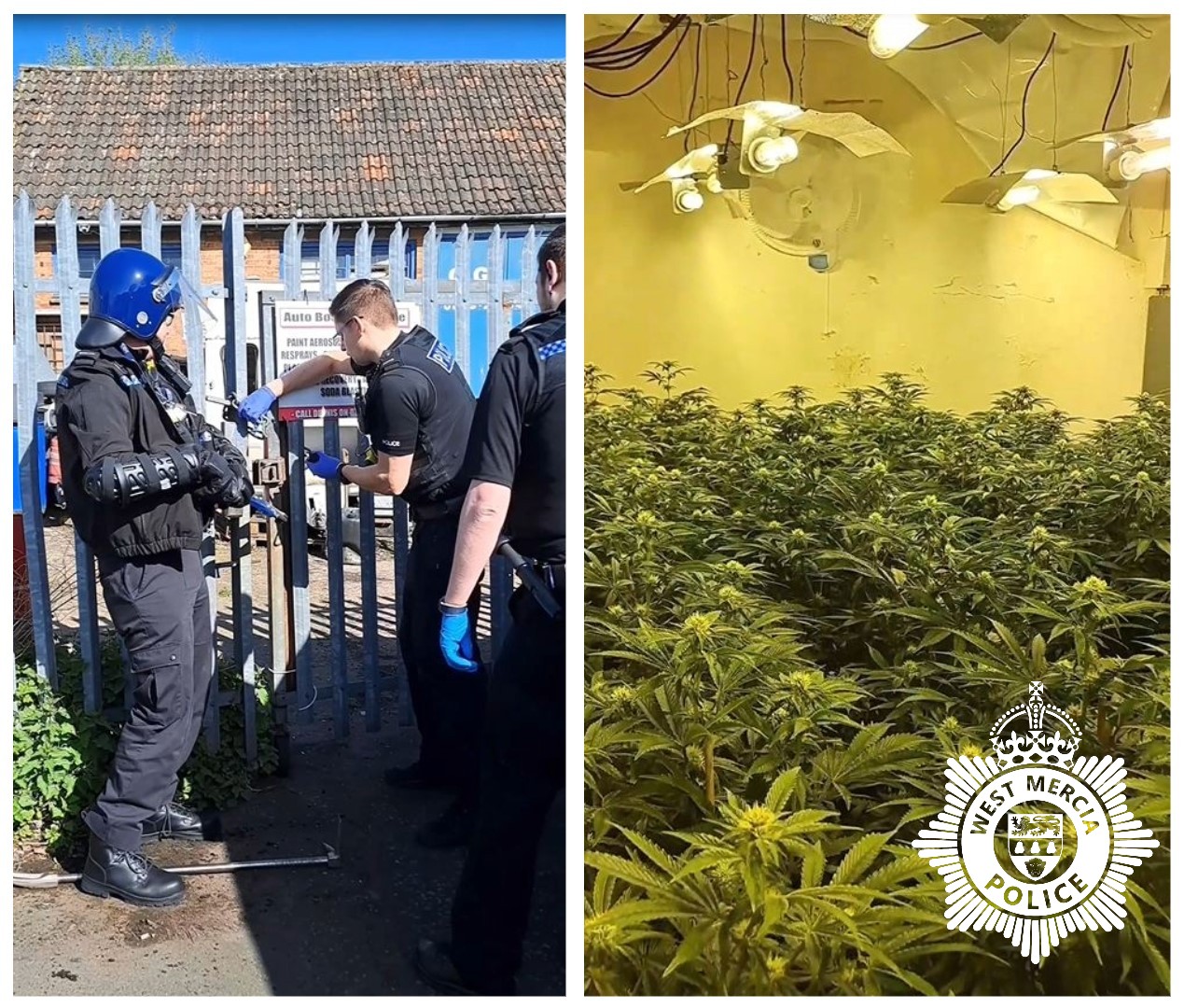 Officers raid a cannabis grow