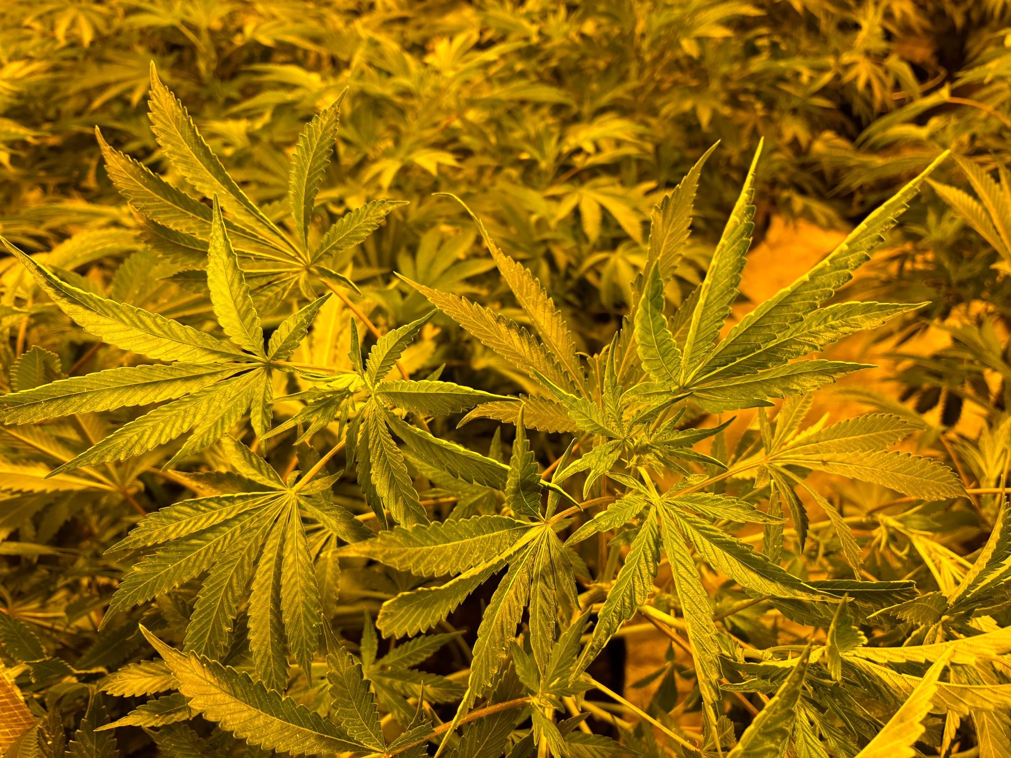 Image of a cannabis plant 