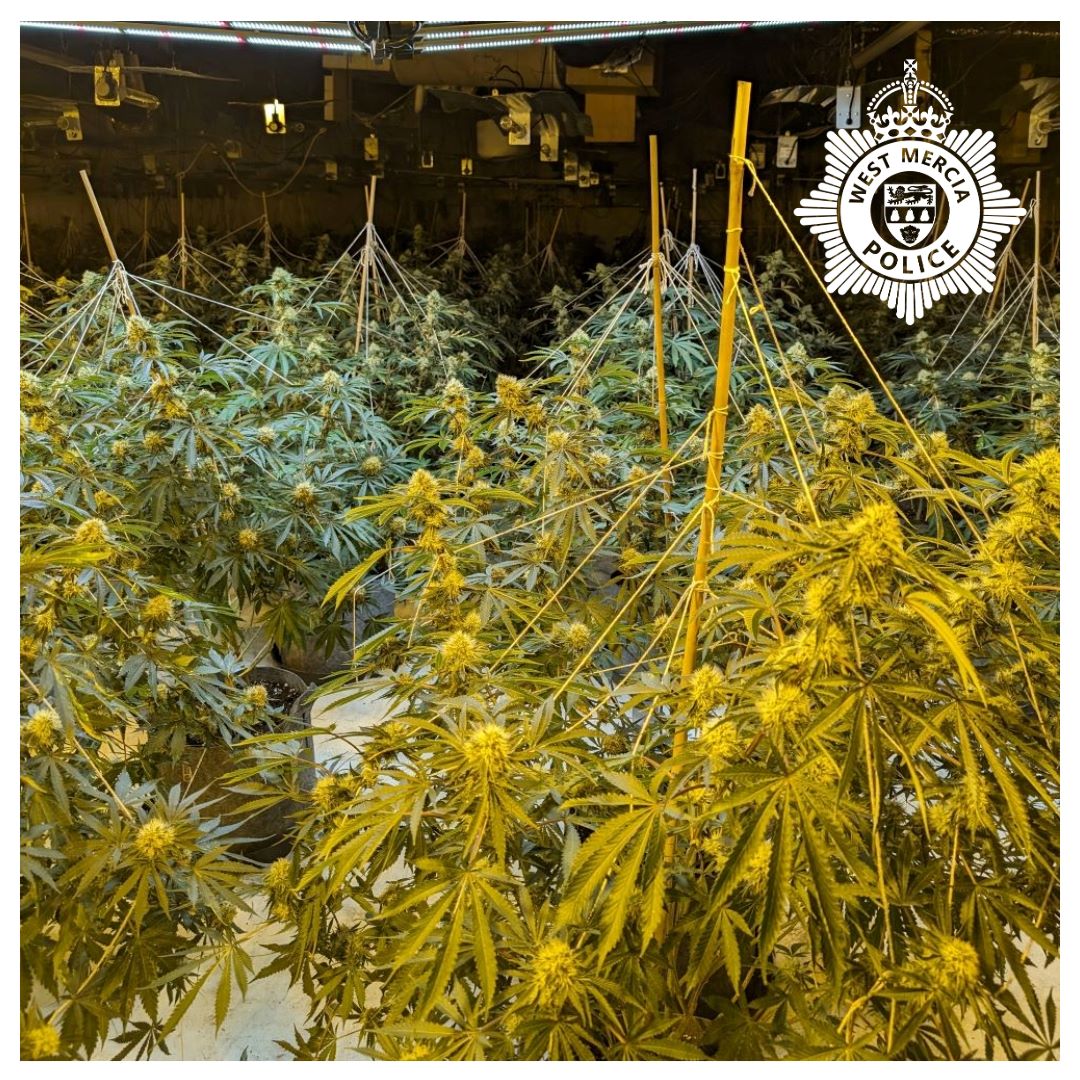 Tenbury cannabis farm