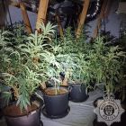 cannabis grow