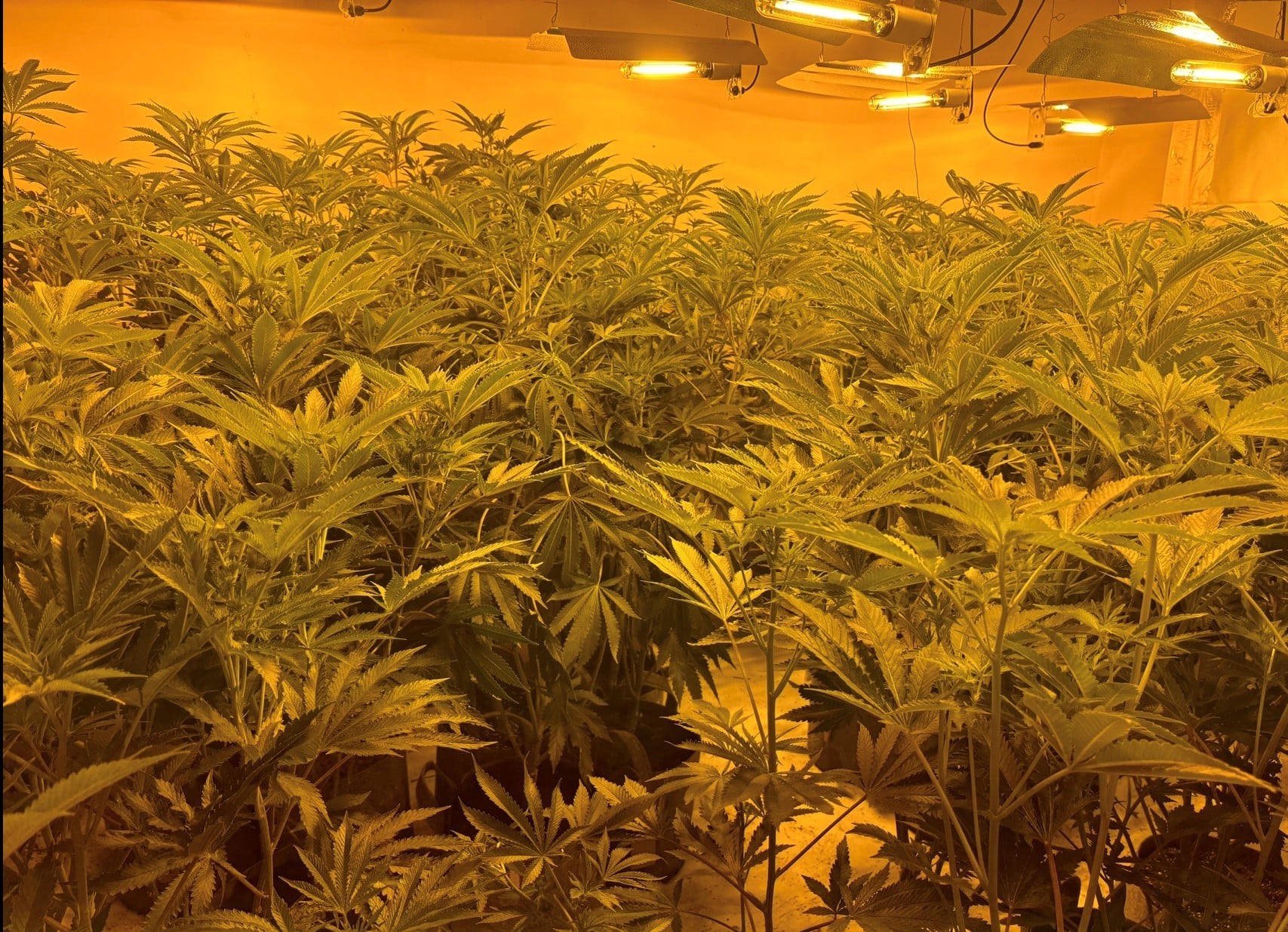Cannabis grow discovered in Telford house