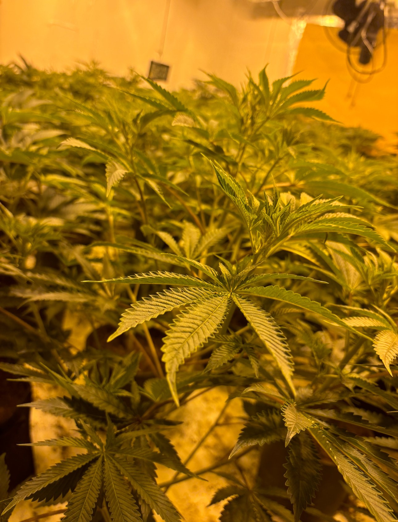 Telford grow July.jpg