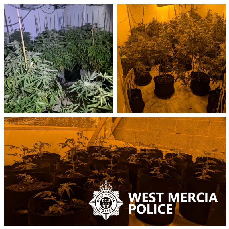 Telford cannabis grow