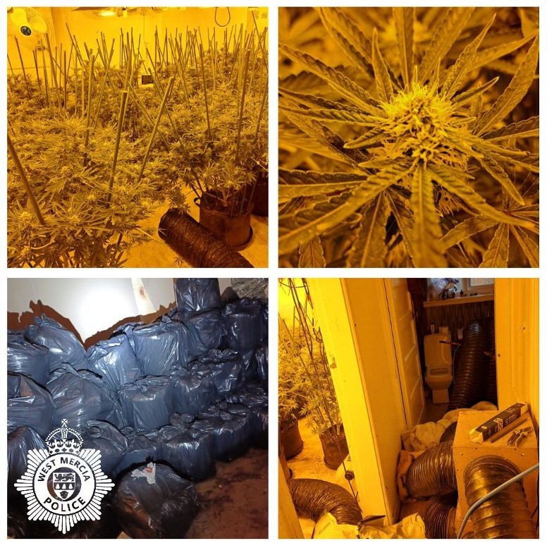 A cannabis grow