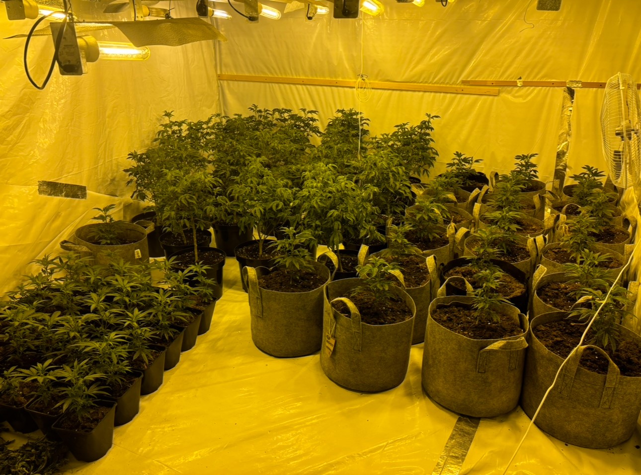 Cannabis grow discovered in Wellington