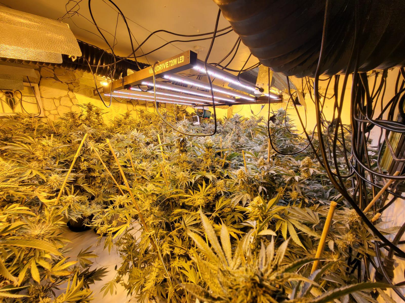 Cannabis plants