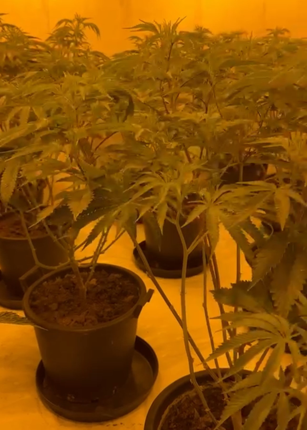 Cannabis grow found in Brookside Telford