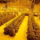 Cannabis grow