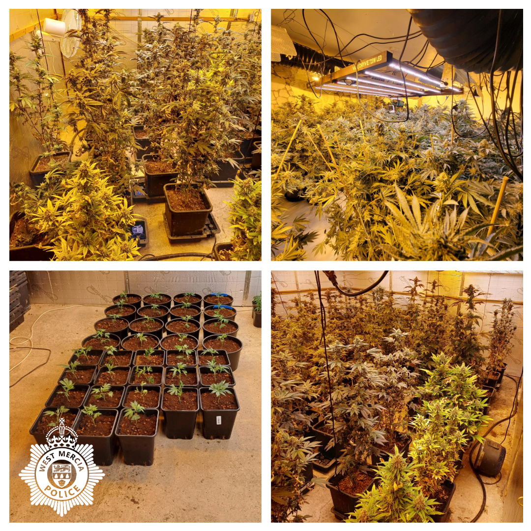 Cannabis plants