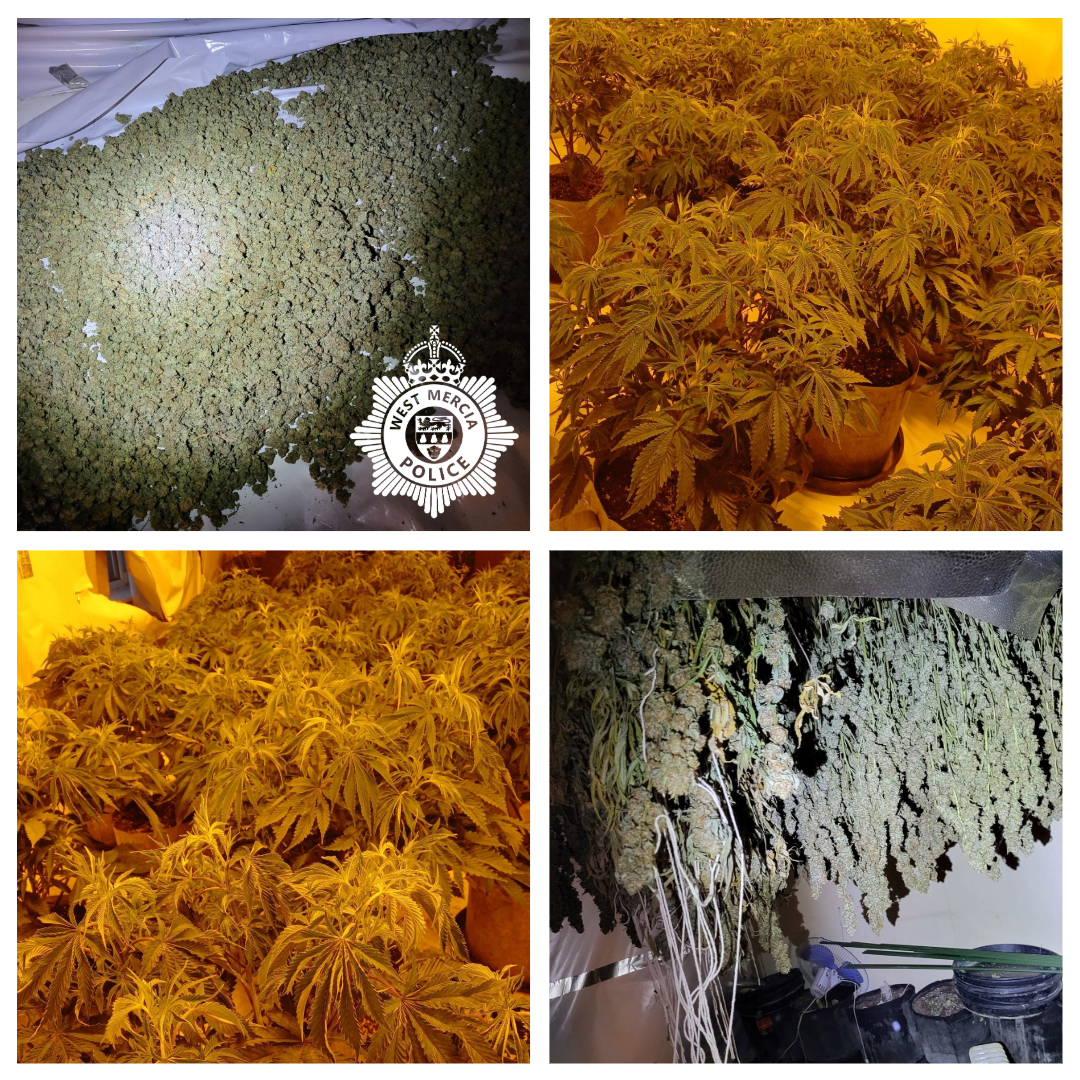 Cannabis grow