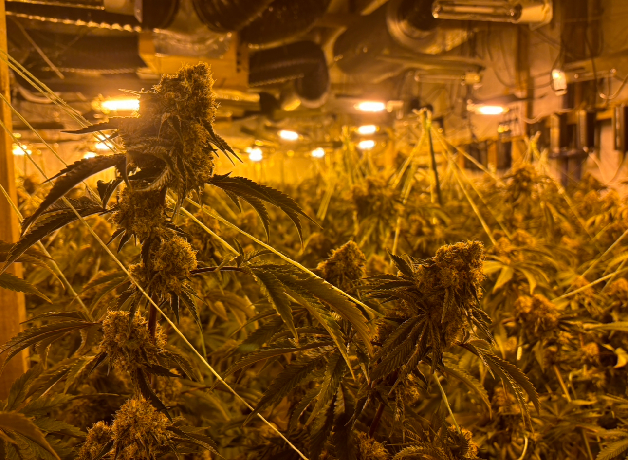 Cannabis plants