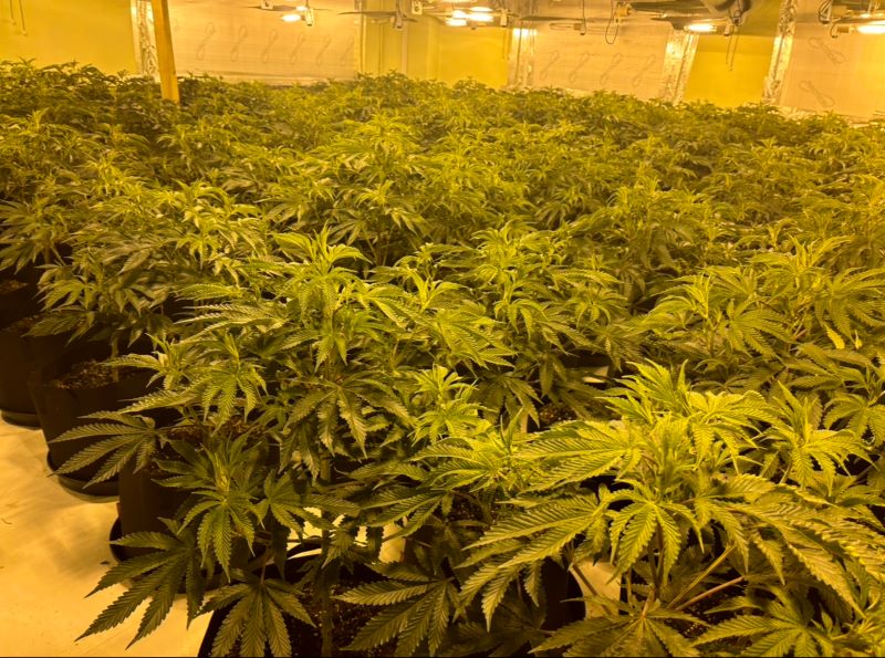 Cannabis farm found at Hortonwood in November 2024