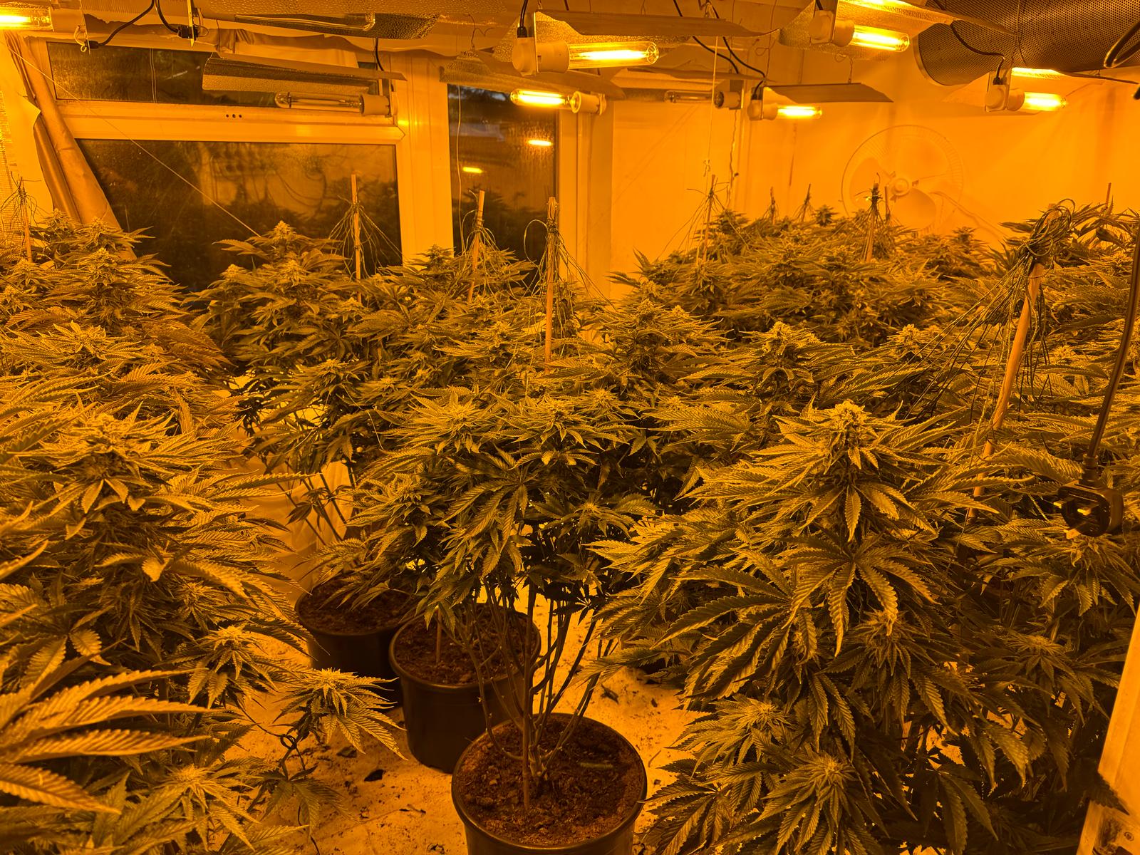 Picture of cannabis plants