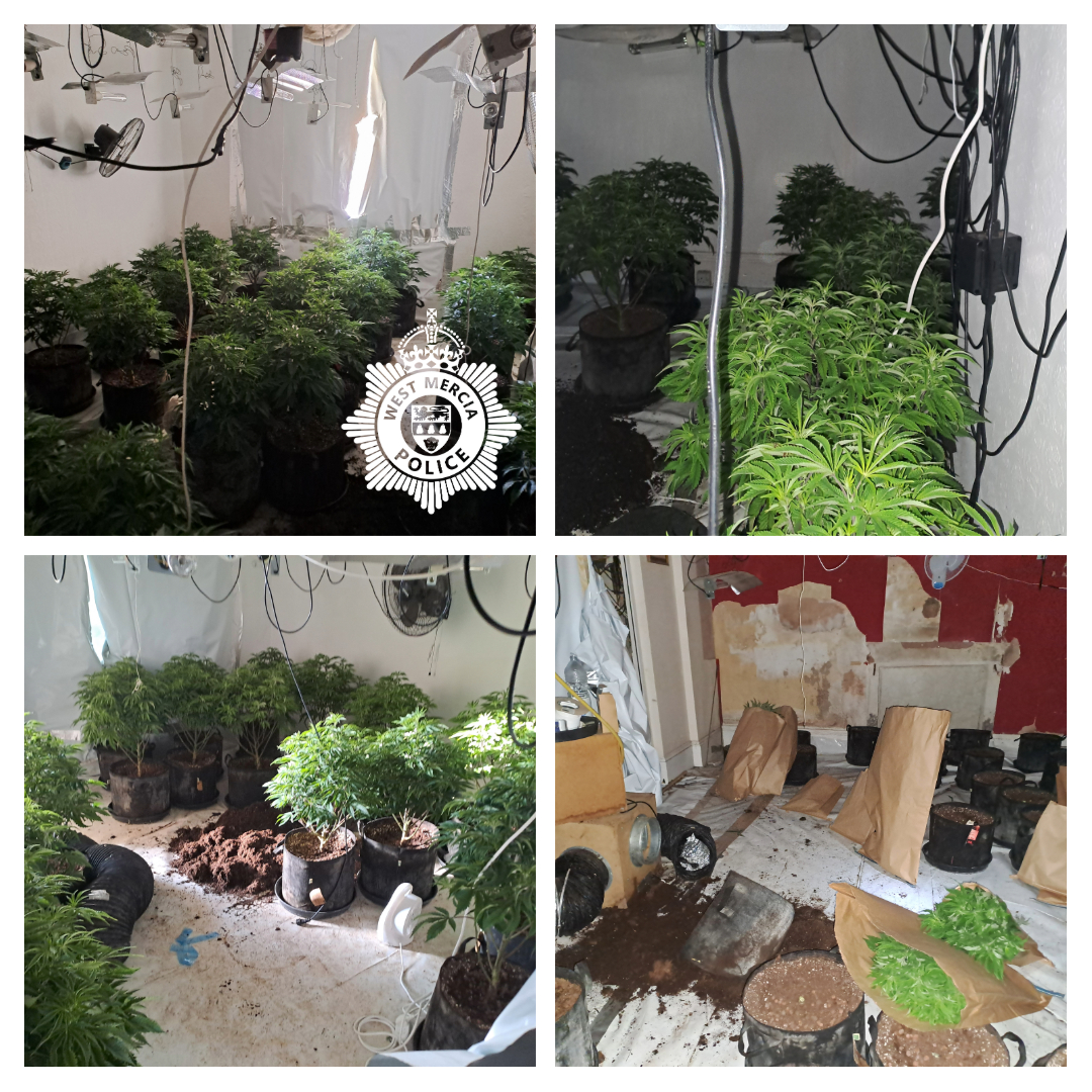 Cannabis grow in Worcester