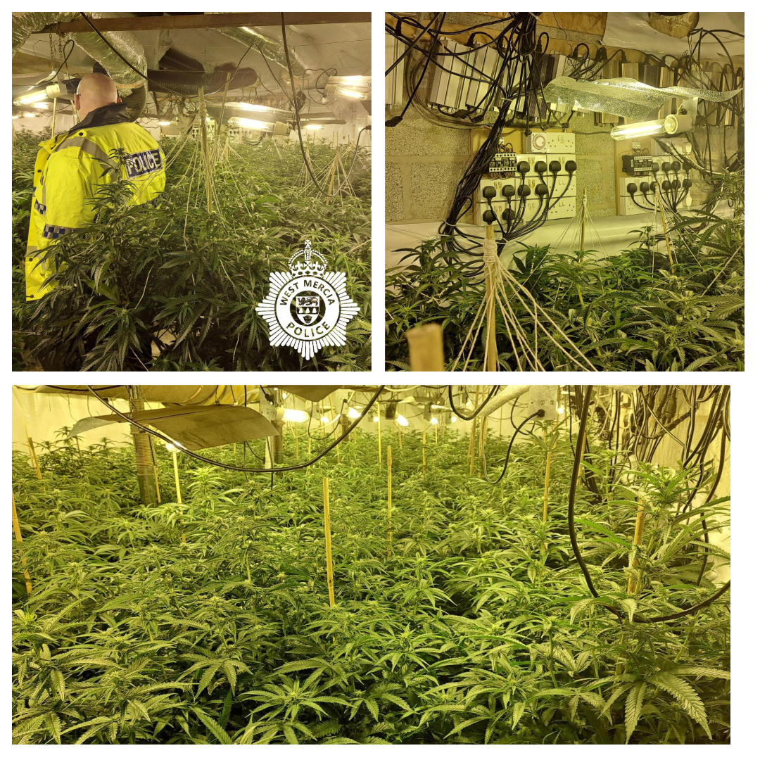 Cannabis grow in Kempsey