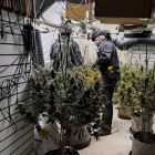Two police officers standing inside a cannabis grow