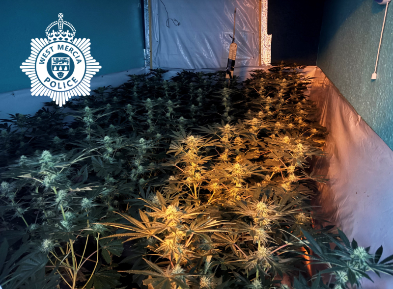 Cannabis farm in Market Drayton
