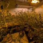Cannabis plants