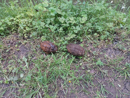 Two hand grenades. 