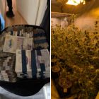 Two imgaes, one of a cannabis grow and another of some cash